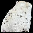 Unique, Druzy Agatized Fossil Coral Geode - Florida #60254-1